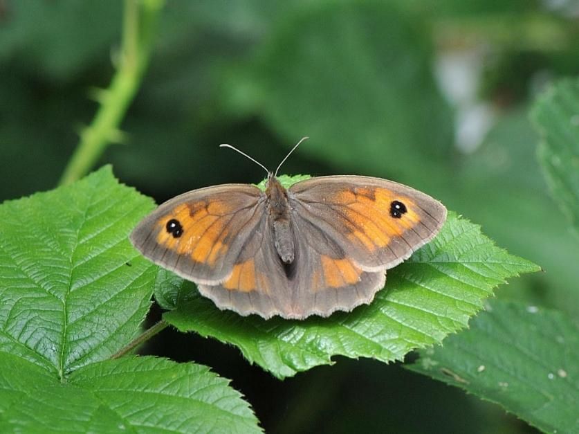 https://cdn.visiteastofengland.com/image/1A1ZQtjLVJ2K80AYhDvxx1T9rFgoe_IG3/960x0/011-rspb-flatford-wildlife-garden.jpg