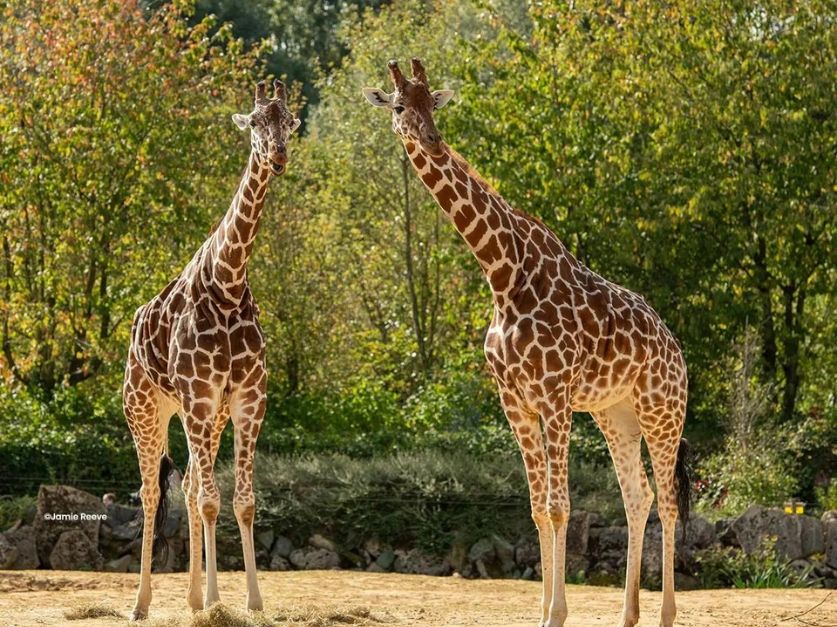 Colchester Zoo | Visit East Of England