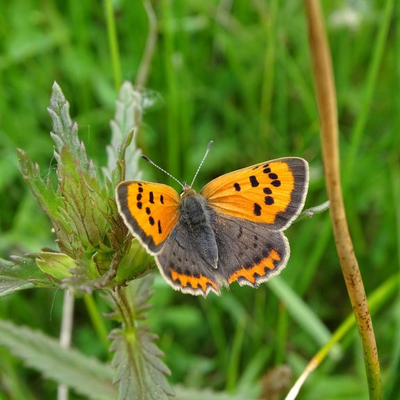 Nature Reserve | Visit Suffolk