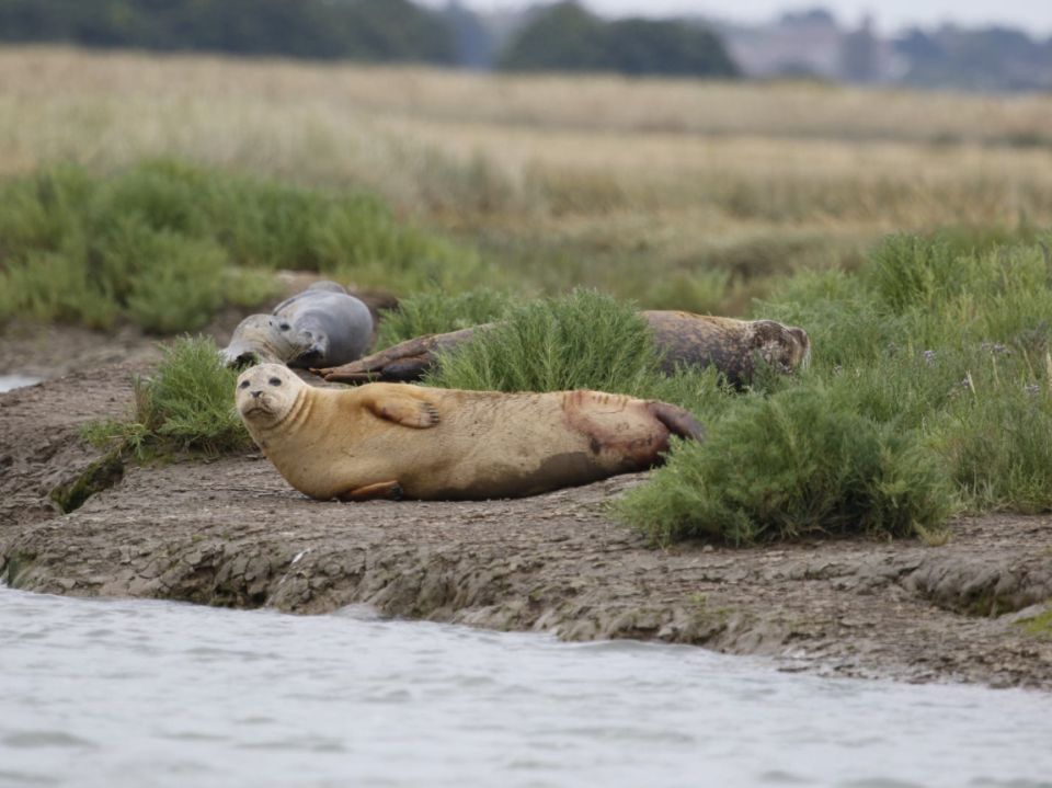 seal tours harwich