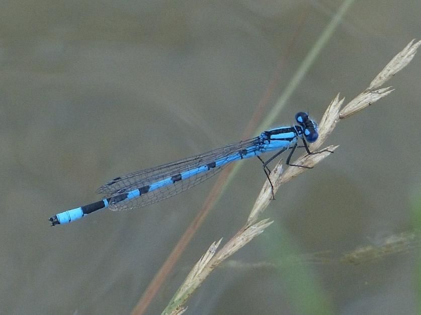 https://cdn.visiteastofengland.com/image/1Io0wFZ-2WmbjYjucfCfiCTMmsCTqUwne/960x0/010-rspb-flatford-wildlife-garden.jpg