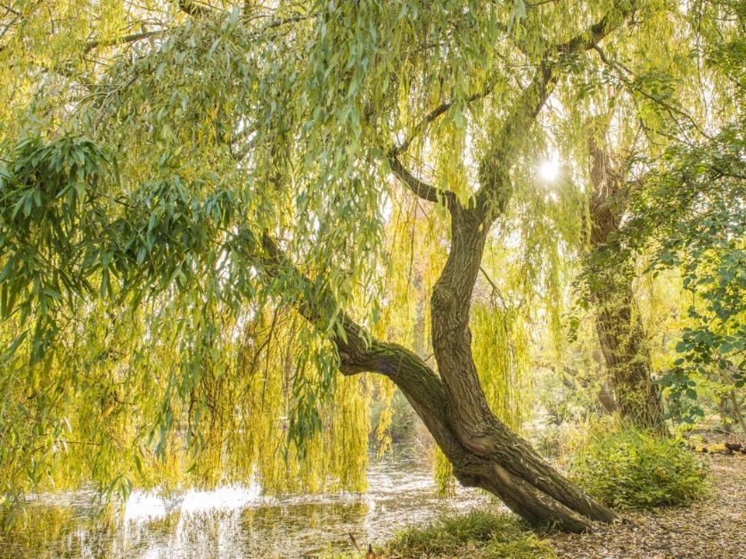 Cambridge University Botanic Garden 