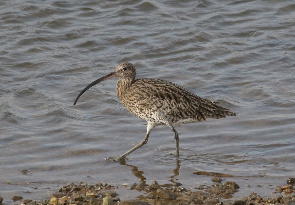 bird id tours