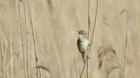 Warbler Walks | Visit Suffolk