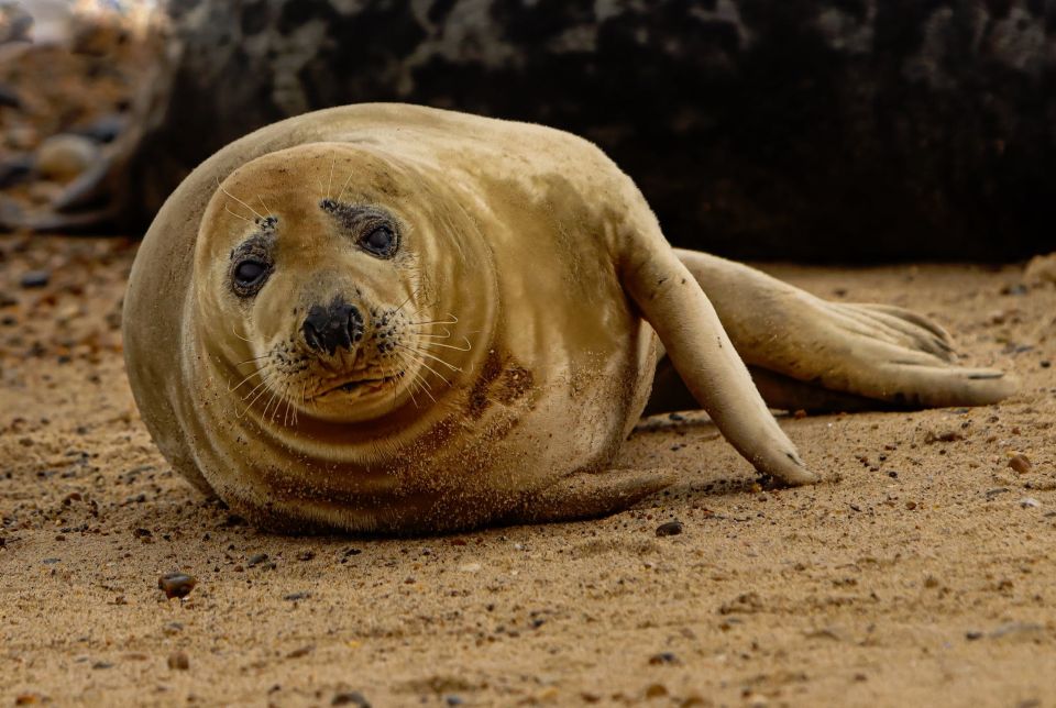 Searles Sea Tours | Visit Norfolk