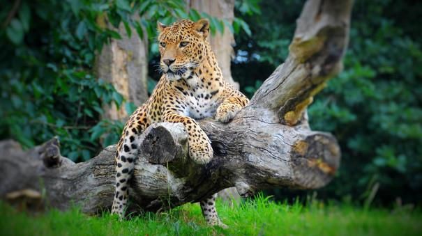 Banham Zoo | Visit Norfolk