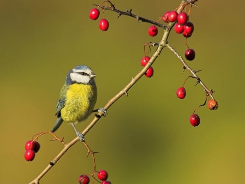 https://cdn.visiteastofengland.com/image/1uSEQyWB7NoQvFifLgDQznId1TQvzvMwg/960x0/001-rspb-flatford-wildlife-garden.jpg