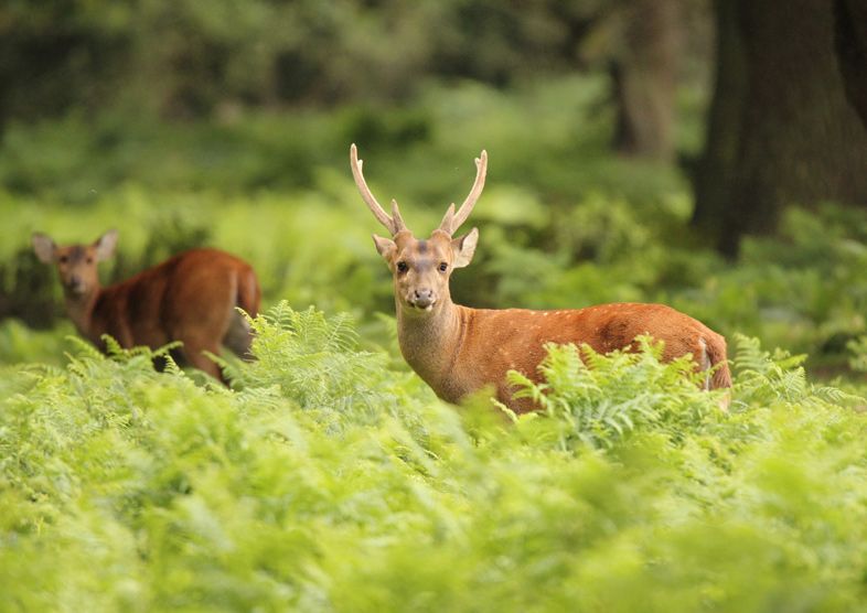 Watatunga Wildlife Reserve | Visit East of England