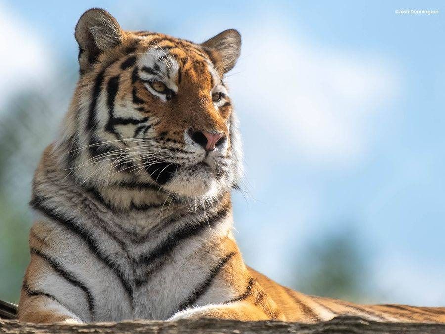 Big Cat Weekend Visit East of England